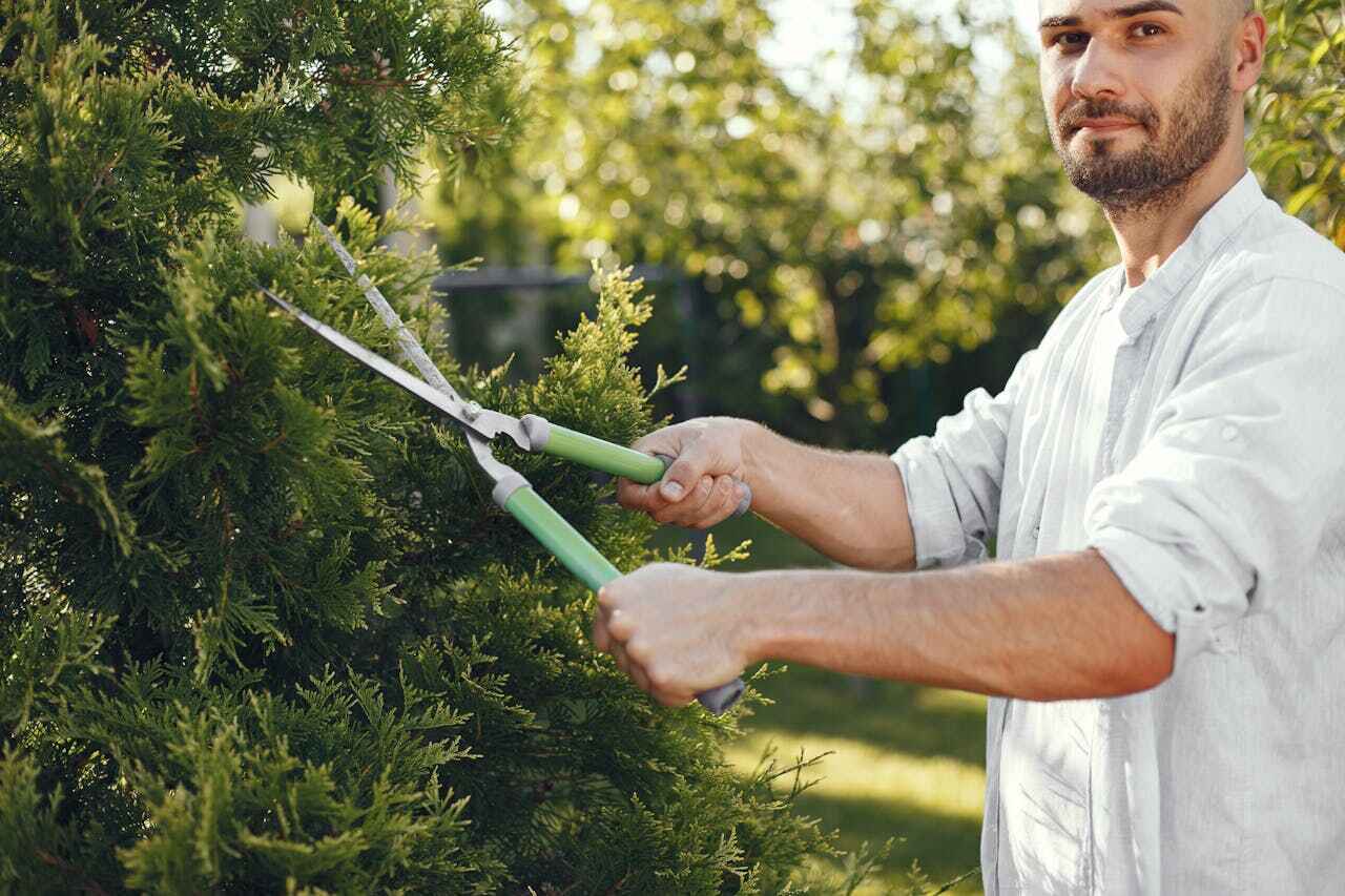 Best Palm Tree Trimming  in Haslett, MI